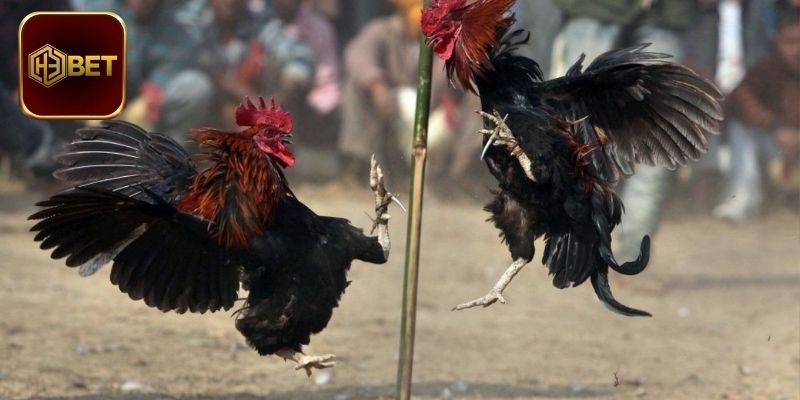 Giới Thiệu Sảnh AOG Đá Gà Đỉnh Cao Bậc Nhất Hiện Nay