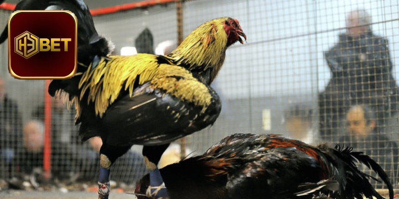 Các cửa cược đấu gà cựa dao Mỹ tại H3Bet