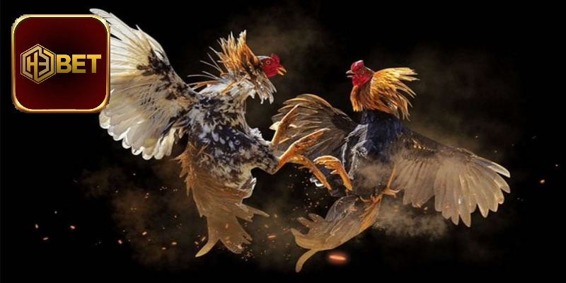 Đá Gà Cựa Dao Mỹ - Loại Hình Giải Trí Ăn Khách Tại H3Bet