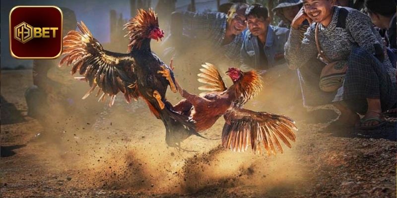 Đôi nét thông tin cơ bản về sảnh chơi đá gà hấp dẫn hiện nay