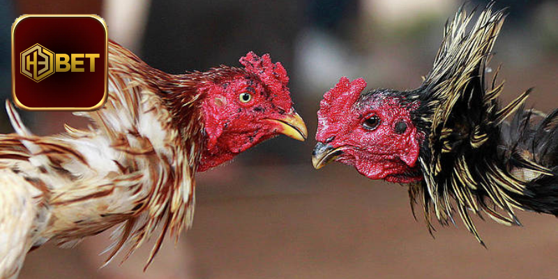 Đôi nét về đá gà cựa dao Mỹ tại H3Bet