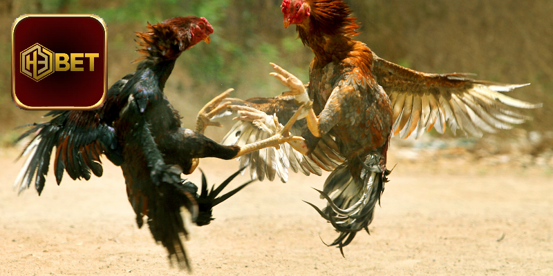 Review luật chơi đấu gà cựa dao Mỹ trực tuyến tại H3Bet