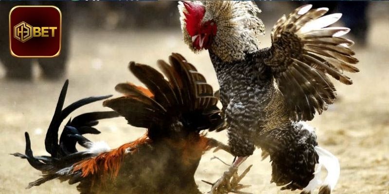 Tổng hợp một số kèo đá gà hot hiện đang có mặt tại sảnh chơi 