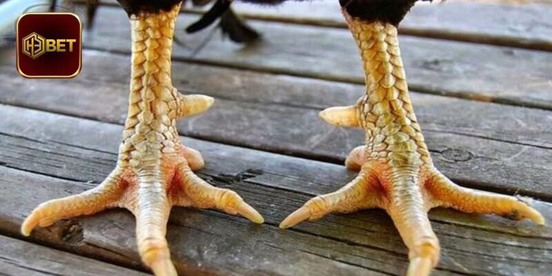 Chia sẻ khái niệm của vảy gà chọi xấu