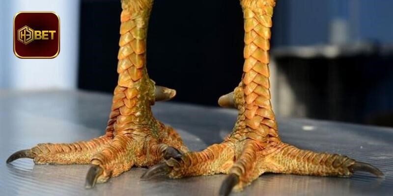 Giải đáp câu hỏi thường gặp về vảy gà cho người chơi