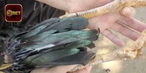 Vảy Gà Chọi Xấu Có Phải Điểm Yếu Khi Tham Gia Đá Gà?